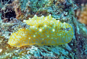 golden lace Nudibranch by Michael Drumstas 